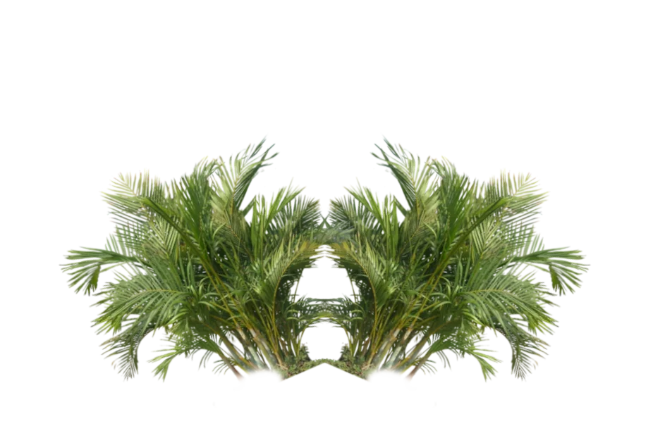 Bushes