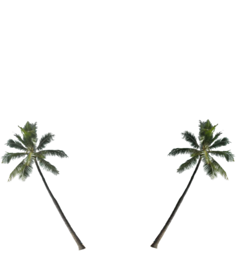 Palm Trees